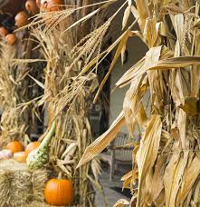 Corn Stalks