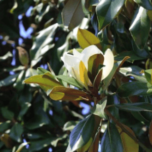 Never Ending Gift - Magnolia Trees ONLINE ONLY