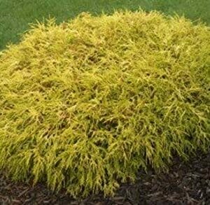 Gold Mop Cypress
