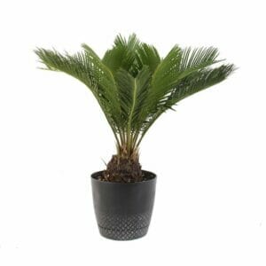 Sago Palm