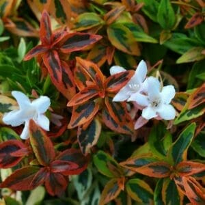 Abelia