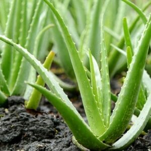 Aloe Vera