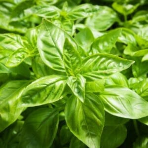 Basil