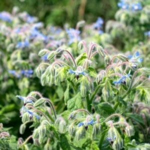 Borage