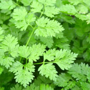 Chervil