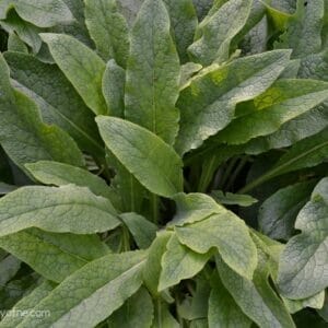 Comfrey