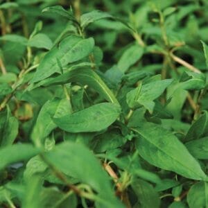 Coriander - Vietnamese