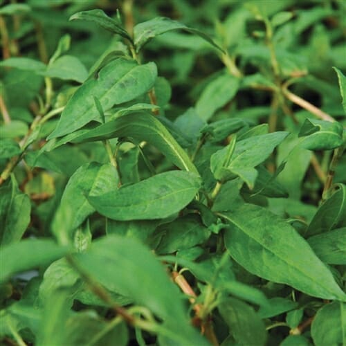 Coriander Vietnamese Breaking Ground Farm Nursery