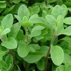 Marjoram
