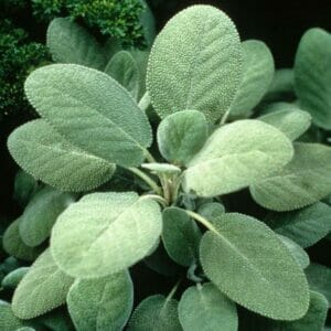 Sage
