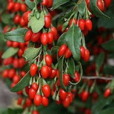 Goji Berry - One Gallon