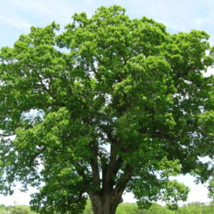 Never Ending Gift - Oaks ONLINE ONLY