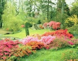 Encore Azaleas