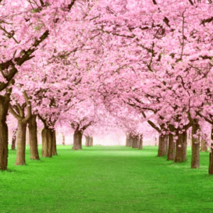 Never Ending Gift - Cherry Tree Online Only