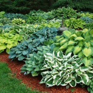 Hosta