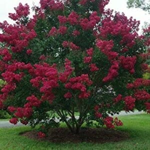 Never Ending Gift - Crape Myrtle ONLINE ONLY