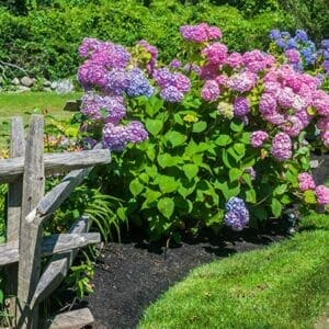 Never Ending Gift - Hydrangeas ONLINE ONLY