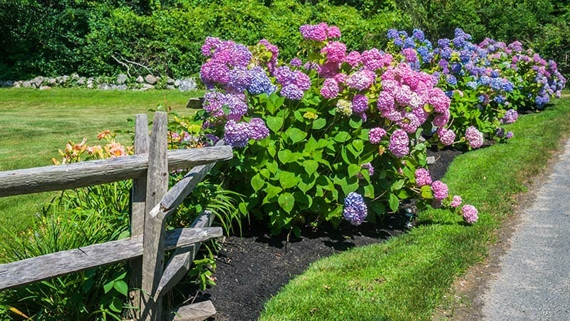 Never Ending Gift - Hydrangeas ONLINE ONLY
