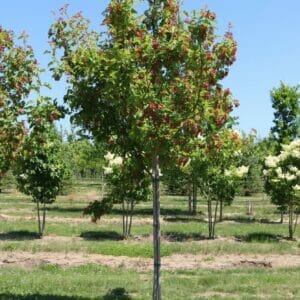 Never Ending Gift - Maple Trees ONLINE ONLY