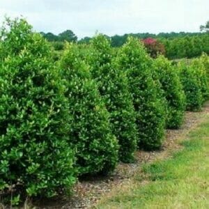 Nellie R. Stevens Holly