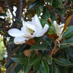 Magnolia - Little Gem