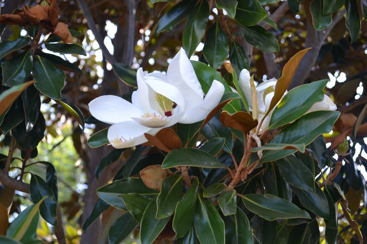 Magnolia Little Gem Breaking Ground Farm Nursery