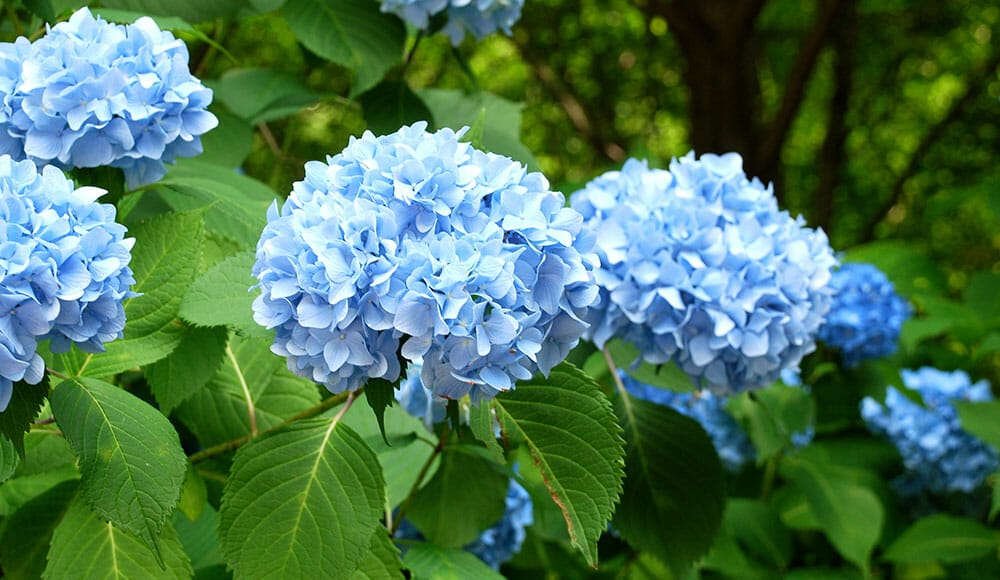 Hydrangeas