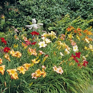Daylily 1 Gallon