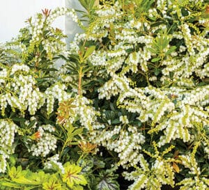 Southern Living - Snow Mountain Pieris # 3 Gallon