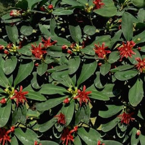 Southern Living - Miss Scarlett Illicium #3 Gallon