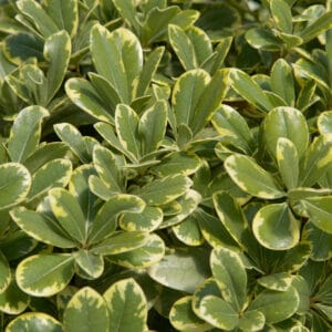Southern Living Mojo Pittosporum #3 Gallon