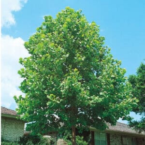 Sycamore Tree 5gallon