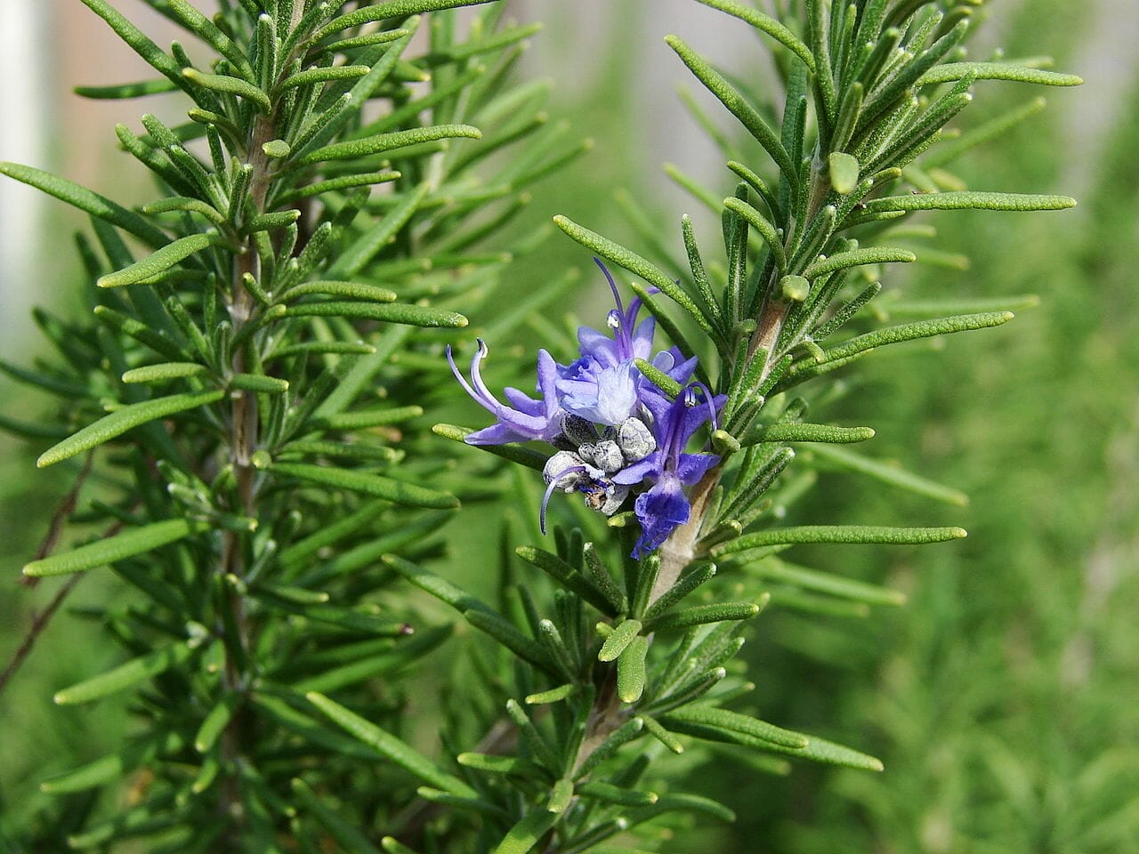 Rosemary