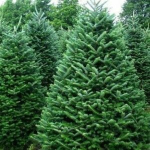 Seasonal Tree Christmas Tree