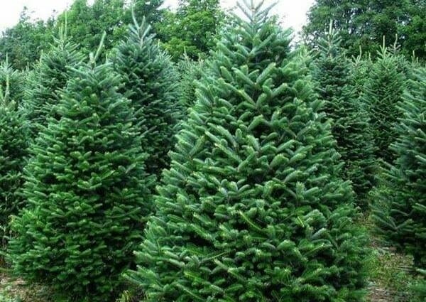 Seasonal Tree Christmas Tree